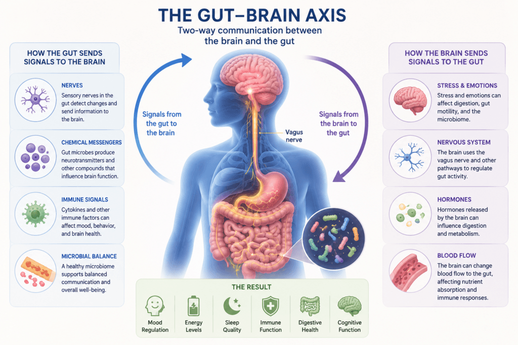 gut brain axis illustration