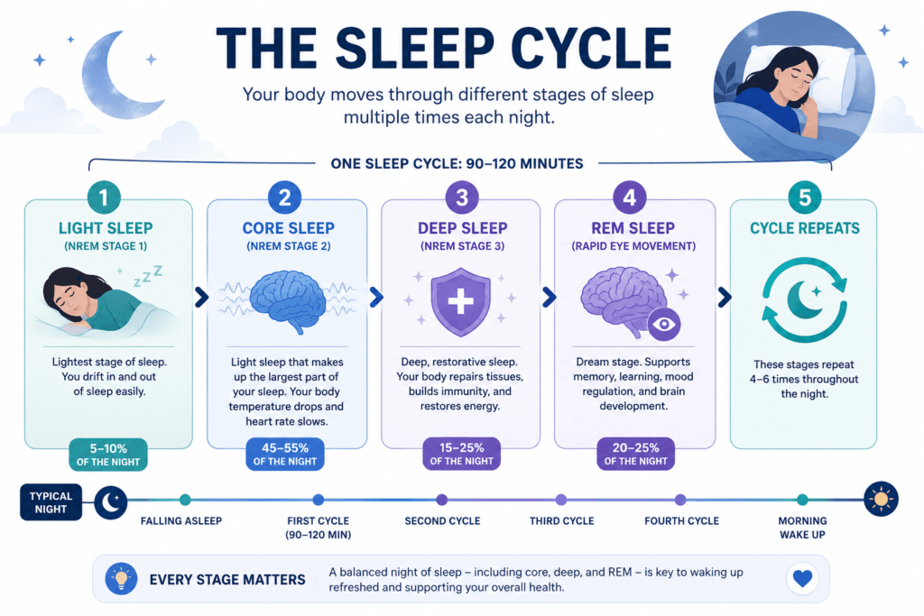 Illustration explaining core sleep and sleep stages