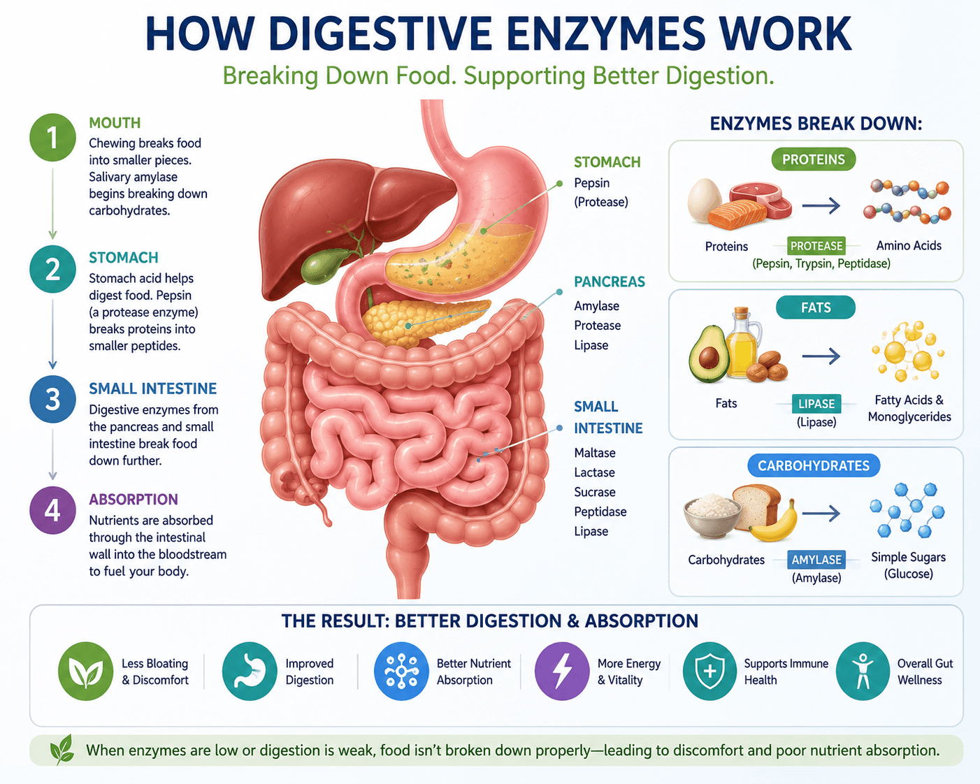 Diagram showing digestive enzymes breaking protein, fat, and carbohydrates into absorbable nutrients