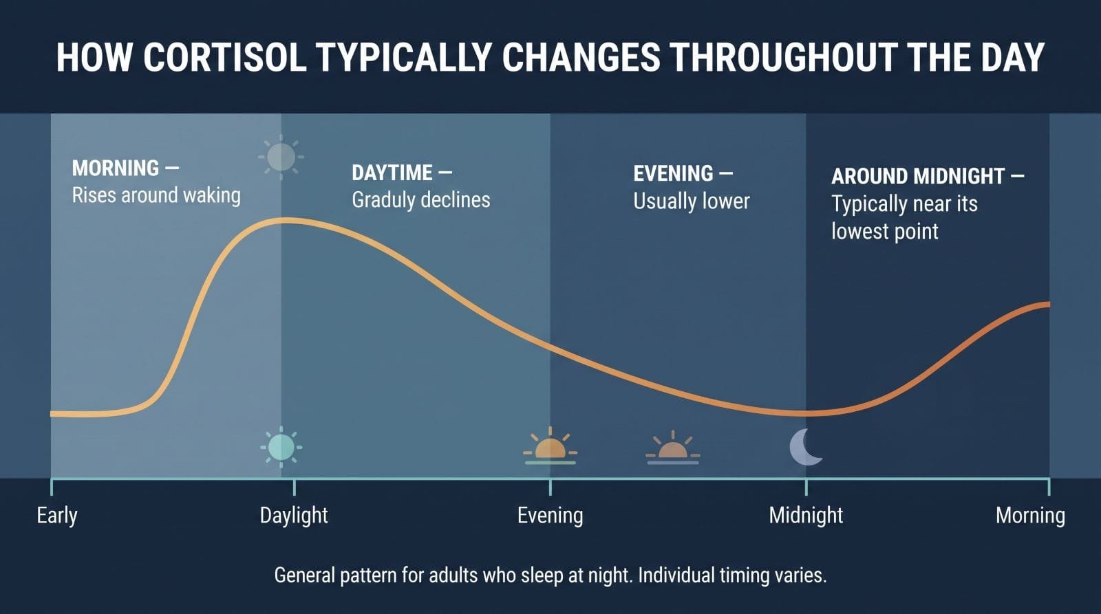 Chart showing cortisol rising in the morning and declining toward nighttime