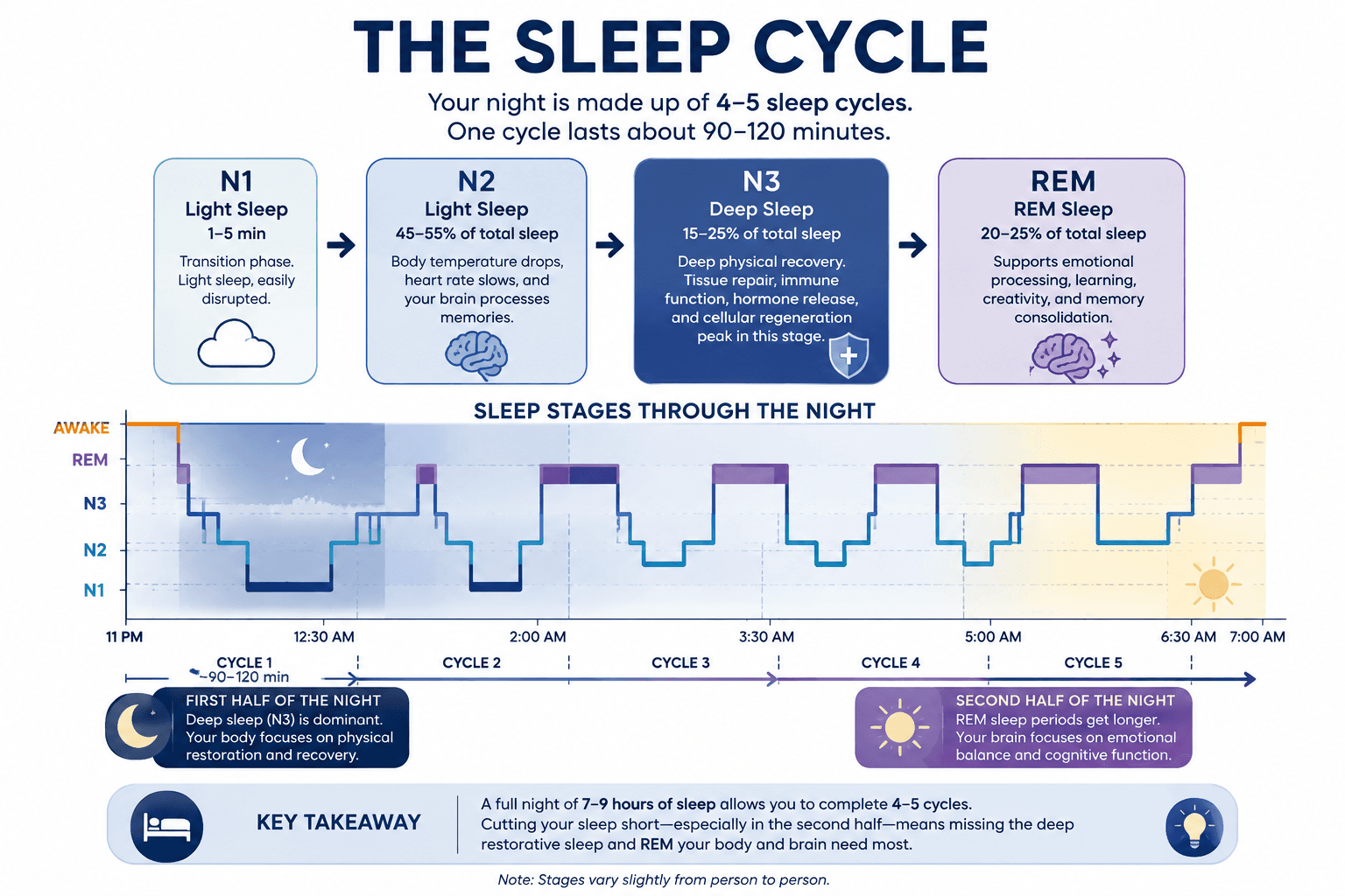 Sleep cycle infographic showing N1, N2, N3 deep sleep and REM stages across the night